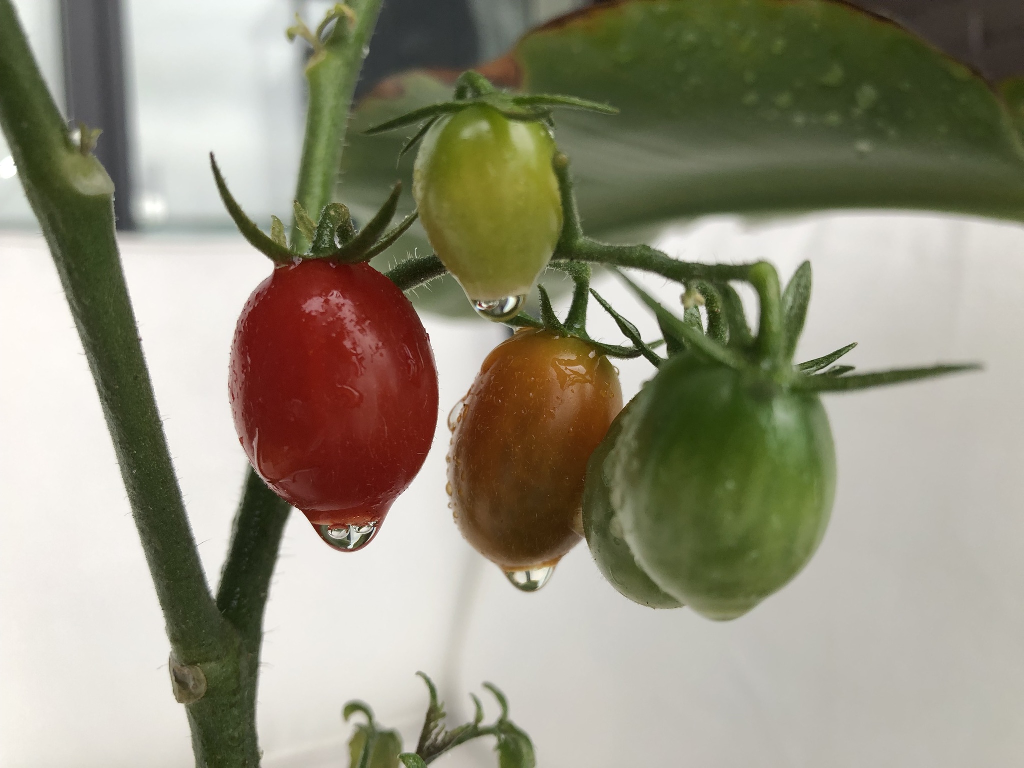 鮮やかなトマトを自家栽培！